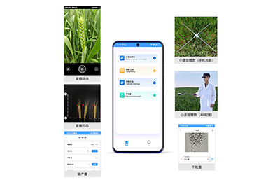 圣方济各堂区小麦亩穗数分析仪IN-XM02