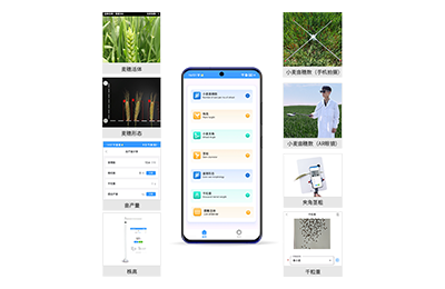 圣方济各堂区小麦表型测量仪IN-XM05